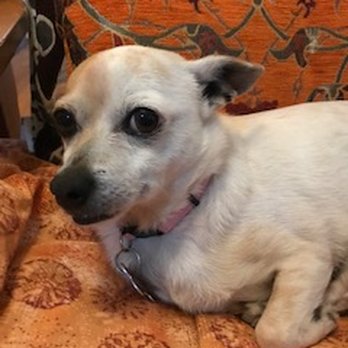 Second Leash On Life - Lemon, the best little chihuahua on the block - Pet Adoption Near Me Second Leash On Life - Lemon, the best little chihuahua on the block - Pet Adoption Near Me