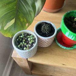 Wildwood Garden Shoppe & Nursery