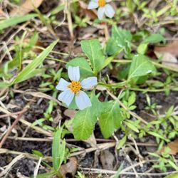 Circle B Bar Reserve - Pretty little flower