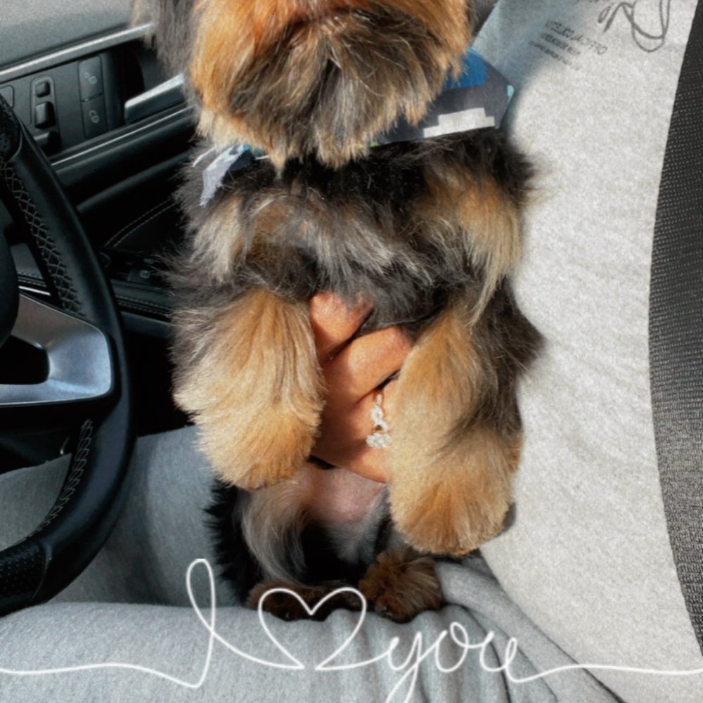 The Pet Parlor Mobile - Pet Groomers Near Me The Pet Parlor Mobile - Pet Groomers Near Me
