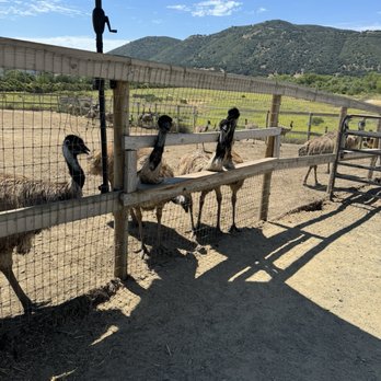 Ostrichland USA - Ostrich - Attraction Farms Near Me - Solvang, California Ostrichland USA - Ostrich - Attraction Farms Near Me - Solvang, California