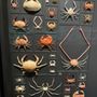 Photo of Exquisite Creatures Exhibit