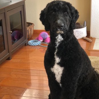 OC Grooming & Pet Spa - Shadow is so proud of her new grooming with special thanks to Ianna‍. - Pet Groomers Near Me - San Clemente, California