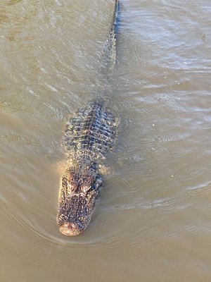 Gators and Ghosts: New Orleans Tours by null