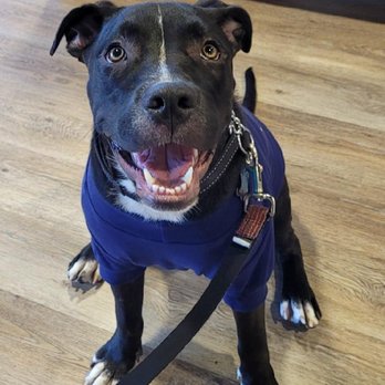 Pet Rescue By Judy - Animal Shelters Near Me - Sanford, Florida Pet Rescue By Judy - Animal Shelters Near Me - Sanford, Florida