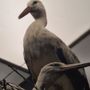 Naturkundemuseum