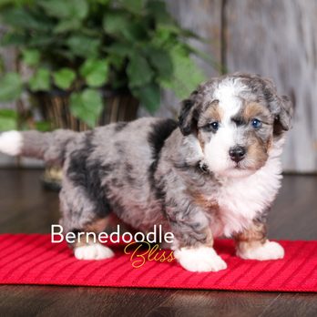 Bernedoodle Bliss - Standard Tri-Merle Bernedoodles - Pet Breeders Near Me - Searcy, Arkansas Bernedoodle Bliss - Standard Tri-Merle Bernedoodles - Pet Breeders Near Me - Searcy, Arkansas
