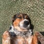 Canine Cabana
