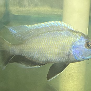 Pj's Tropical Fish - Local Fish Stores Near Me - Brownsville, Wisconsin Pj's Tropical Fish - Local Fish Stores Near Me - Brownsville, Wisconsin