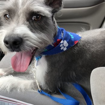 Tempe Dogs 24/7 - After haircut/bath - Pet Groomers Near Me - Tempe, Arizona