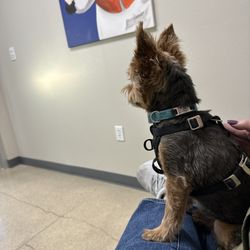 Firehouse Animal Health Center - Round Rock - Dog in exam room