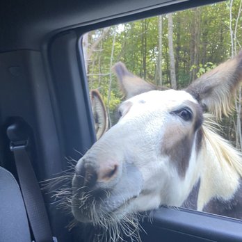 The Preserve - Petting Zoos Near Me - Harpursville, New York