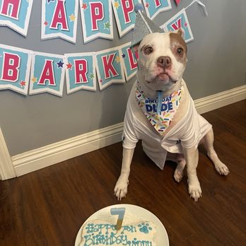 The Dog Bakery - Vinny enjoying his birthday cake!! - Pet Stores Near Me - Long Beach, California
