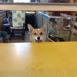 Route 54 Antiques - Every antique shop needs a corgi !