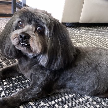 Healthy Spot - Costa Mesa - Grooming by Victoria - Pet Groomers Near Me - Costa Mesa, California