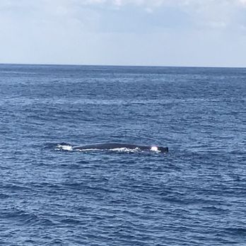 Cape Ann Whale Watch - Boat Charters Near Me - Gloucester, Massachusetts