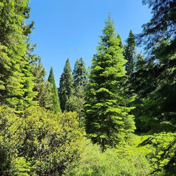 Jackson Road Trail - Jackson Road/Tenaya Loop Trail, Madera County: 2026 June 17 - Hiking Near Me - Fish Camp, California Jackson Road Trail - Jackson Road/Tenaya Loop Trail, Madera County: 2026 June 17 - Hiking Near Me - Fish Camp, California