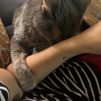 Catastrophe Cat Grooming - Happy kitty - Pet Groomers Near Me - Livermore, California