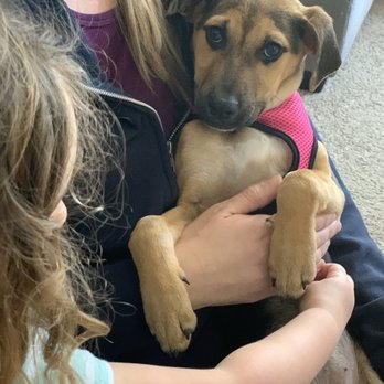 Baja Dog Rescue - Kora - Animal Shelters Near Me