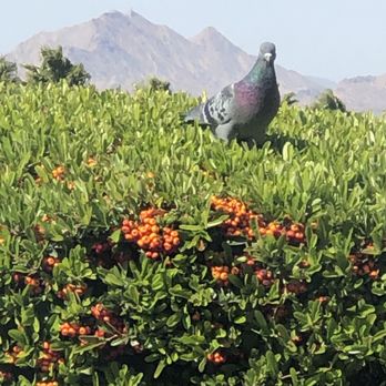 Agent Pest Control - Pigeons eat these berries - Pest Control Near Me - Henderson, Nevada