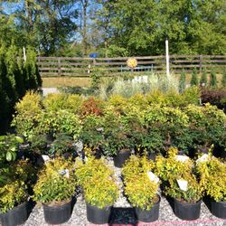 Fairways Nursery