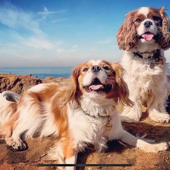 Camp Kudo Doggie Playgroups - Dog Walkers Near Me Camp Kudo Doggie Playgroups - Dog Walkers Near Me