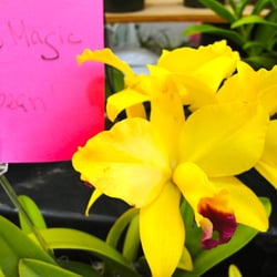 Manoa Orchid Show - The Tokyo Magic "Moon Bean"