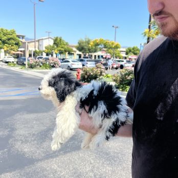 My Doodle Crush - Pet Breeders Near Me My Doodle Crush - Pet Breeders Near Me