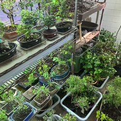Bonsai House - Another side of bonsai selection in offseason