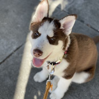Pet Food Express - Pet Stores Near Me - San Francisco, California