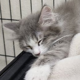 Sleepy kitty! Sleepy kitty!
