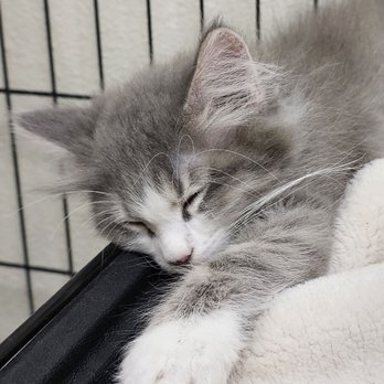 Rescued Treasures Cat Cafe - Sleepy kitty! - Pet Adoption Near Me - Las Vegas, Nevada Rescued Treasures Cat Cafe - Sleepy kitty! - Pet Adoption Near Me - Las Vegas, Nevada