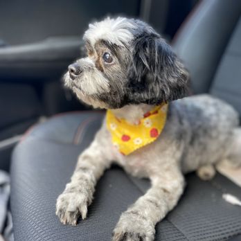 Doggie Details - Pet Groomers Near Me - Torrance, California Doggie Details - Pet Groomers Near Me - Torrance, California