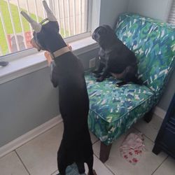 Salty Paws Petting Sitting - My dog buck, Doberman, with the owner's dog looking out the window.