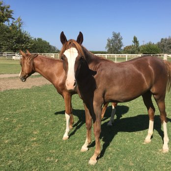 Golden Age Law - My other passion - my 2 year old filly out of my mare, Kashmir Diamond L. - Wills, Trusts, & Probates Near Me - Grass Valley, California Golden Age Law - My other passion - my 2 year old filly out of my mare, Kashmir Diamond L. - Wills, Trusts, & Probates Near Me - Grass Valley, California