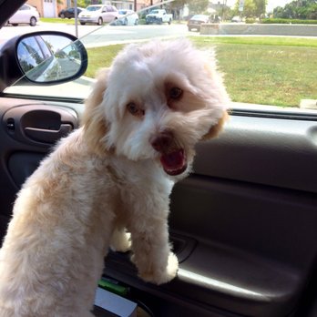 Petnjoy - Pet Stores Near Me - Gardena, California Petnjoy - Pet Stores Near Me - Gardena, California