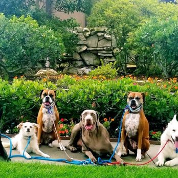 Zenni Dogs - Pet Training Near Me