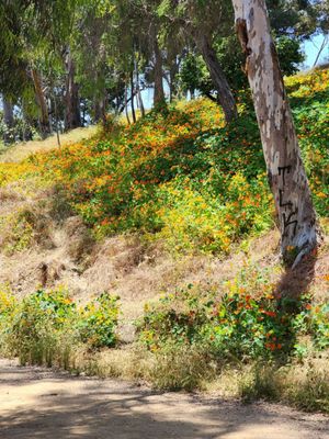 Elysian Park Trail by null