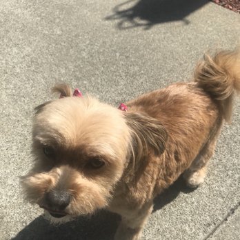 Classy Canine's Wiggle Rumps - Pet Groomers Near Me - Castrovalley, California