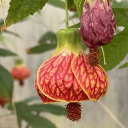 Cypress Gardens - In the butterfly garden