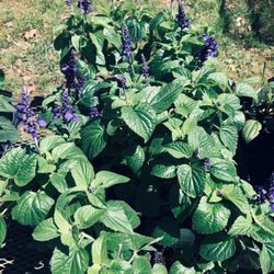 Beckys Flower Farm - Lavender