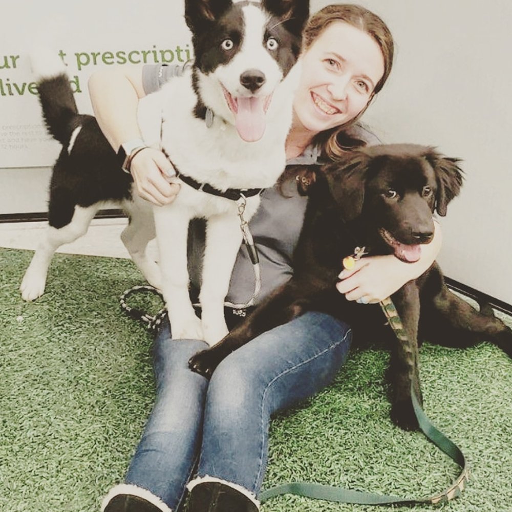 Hannah, our black bear and our puppy friend for the last couple months! Hannah, our black bear and our puppy friend for the last couple months!
