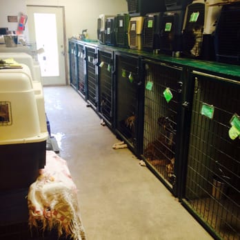 Taurus Academy Lamar - Pet Training Near Me - Austin, Texas