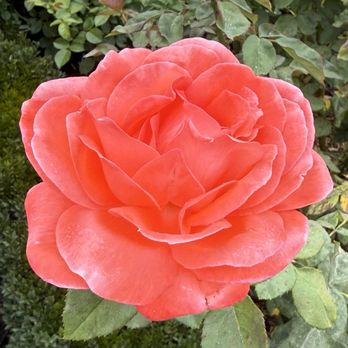 Filoli - Rose - Botanical Gardens Near Me - Woodside, California Filoli - Rose - Botanical Gardens Near Me - Woodside, California
