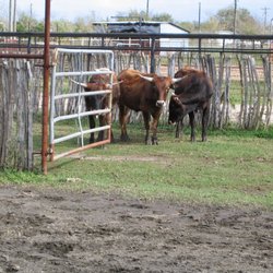 Fiddler's Green - This image shows three brown Longhorn cattle standing in a grassy, fenced paddock. The enclosure is made of metal rails and v...