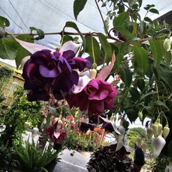 Hunter's Nursery