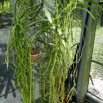 Banjong Orchids - This is all from 1 plant and the hanging roots all look so healthy and thick. - Nurseries & Gardening Near Me - Miami, Florida