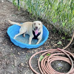Fairhope Dog Park - My lab fitting in the baby pool to cool off!!