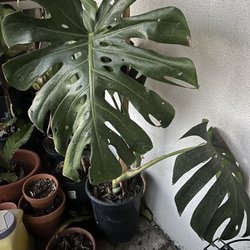 Just 99 Cent Deals - One of the monsteras we got for $34