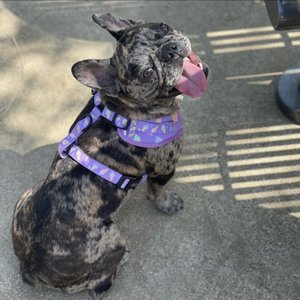 Signal Hill Pet Hospital on Yelp